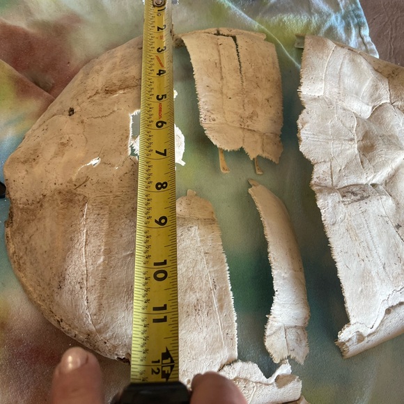 Broken Ky turtle shell - Picture 1 of 2